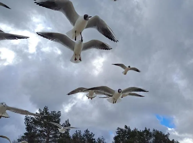 Daire Prestige & Sea Playa Baltis 44